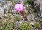 <i>Echinopsis oxygona</i> (Link) Zucc. [Cactaceae]