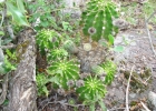 <i>Echinopsis oxygona</i> (Link) Zucc. [Cactaceae]