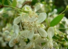 <i>Eugenia uniflora</i> L. [Myrtaceae]