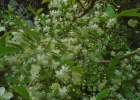 <i>Eugenia uniflora</i> L. [Myrtaceae]