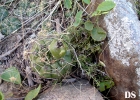 <i>Gymnocalycium uruguayense</i> (Arechav.) Britton & Rose [Cactaceae]