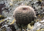 <i>Parodia alacriportana</i> Backeb. & Voll [Cactaceae]