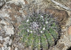 <i>Parodia allosiphon</i> (Marchesi) N.P. Taylor [Cactaceae]