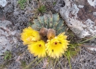 <i>Parodia buiningii</i> (Buxb.) N.P. Taylor [Cactaceae]