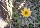 <i>Parodia buiningii</i> (Buxb.) N.P. Taylor [Cactaceae]