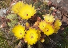 <i>Parodia buiningii</i> (Buxb.) N.P. Taylor [Cactaceae]