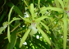 <i>Miltonia flavescens</i> (Lindl.) Lindl. [Orchidaceae]