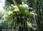 <i>Miltonia flavescens</i> (Lindl.) Lindl. [Orchidaceae]
