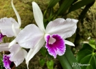 <i>Cattleya purpurata</i> (Lindl. & Paxton) Van den Berg [Orchidaceae]