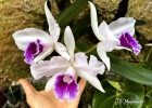 <i>Cattleya purpurata</i> (Lindl. & Paxton) Van den Berg [Orchidaceae]