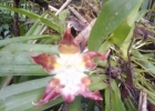 <i>Huntleya meleagris</i> Lindl. [Orchidaceae]