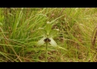 <i>Geoblasta penicillata</i> (Rchb. F.) Hoehne ex Correa [Orchidaceae]