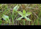 <i>Geoblasta penicillata</i> (Rchb. F.) Hoehne ex Correa [Orchidaceae]