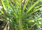 <i>Cyrtopodium flavum</i> (Nees) Link & Otto ex Rchb. [Orchidaceae]