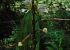 <i>Govenia utriculata</i> (Sw.) Lindl. [Orchidaceae]