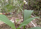 <i>Govenia utriculata</i> (Sw.) Lindl. [Orchidaceae]
