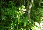 <i>Chloraea membranacea</i> Lindl. [Orchidaceae]