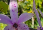 <i>Cattleya intermedia</i> Graham ex Hook. [Orchidaceae]