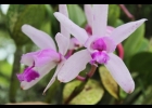 <i>Cattleya intermedia</i> Graham ex Hook. [Orchidaceae]