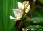 <i>Govenia utriculata</i> (Sw.) Lindl. [Orchidaceae]