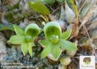 <i>Catasetum atratum</i> Lindl. [Orchidaceae]