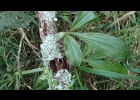 <i>Catasetum atratum</i> Lindl. [Orchidaceae]