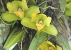 <i>Bifrenaria inodora</i> Lindl. [Orchidaceae]