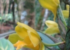 <i>Bifrenaria harrisoniae</i> (Hook.) Rchb.f. [Orchidaceae]