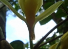 <i>Bifrenaria harrisoniae</i> (Hook.) Rchb.f. [Orchidaceae]