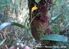 <i>Bifrenaria aureofulva</i> Lindl. [Orchidaceae]