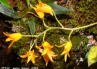 <i>Bifrenaria aureofulva</i> Lindl. [Orchidaceae]