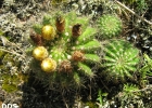 <i>Parodia muricata</i> (Otto ex Pfeiff.) A. Hofacker [Cactaceae]