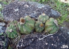 <i>Parodia oxycostata</i> (Buining & Brederoo) Hofacker [Cactaceae]