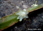 <i>Rhipsalis paradoxa</i> Lindbg. [Cactaceae]