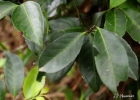 <i>Maytenus robusta</i> Reissek [Celastraceae]