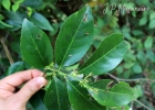 <i>Maytenus robusta</i> Reissek [Celastraceae]