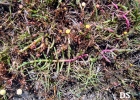 <i>Salicornia fruticosa</i> L. [Amaranthaceae]