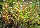 <i>Salicornia fruticosa</i> L. [Amaranthaceae]