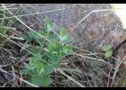 <i>Chiropetalum foliosum</i> Müll.Arg. [Euphorbiaceae]