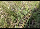 <i>Chiropetalum foliosum</i> Müll.Arg. [Euphorbiaceae]