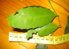 <i>Maytenus muelleri</i> Schwacke [Celastraceae]