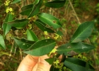 <i>Maytenus muelleri</i> Schwacke [Celastraceae]