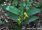 <i>Corymborkis flava</i> (SW.) Kuntze [Orchidaceae]