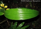 <i>Corymborkis flava</i> (SW.) Kuntze [Orchidaceae]