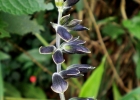 <i>Salvia guaranitica</i> St.- Hill. [Lamiaceae]