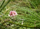 <i>Trifolium polymorphum</i> Poir. [Fabaceae]