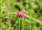 <i>Trifolium polymorphum</i> Poir. [Fabaceae]