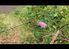 <i>Mimosa barnebiana</i> Fortunato & Tressens [Fabaceae]