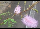 <i>Mimosa barnebiana</i> Fortunato & Tressens [Fabaceae]