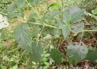 <i>Salvia guaranitica</i> St.- Hill. [Lamiaceae]